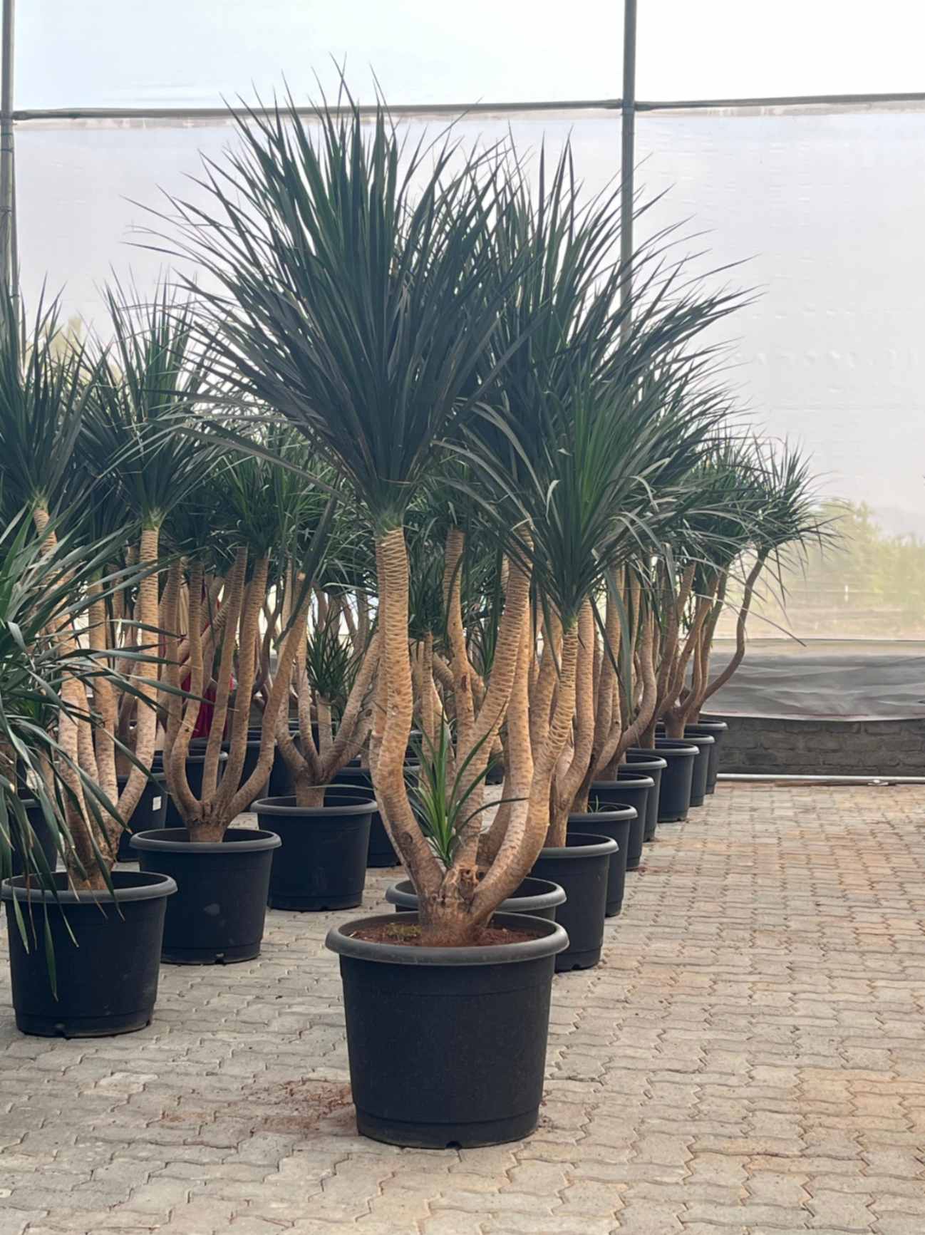 dracaena black stem Buy Dracaena Black Pearl Multi Headed Plant – ChhajedGarden.com
