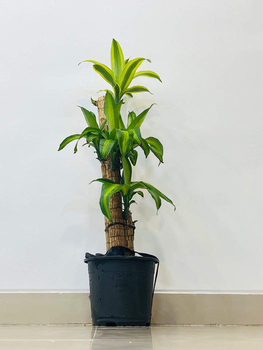 indoor-air-purifying-bamboo-plant-2.7-feet