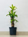 indoor-air-purifying-bamboo-plant-2.7-feet
