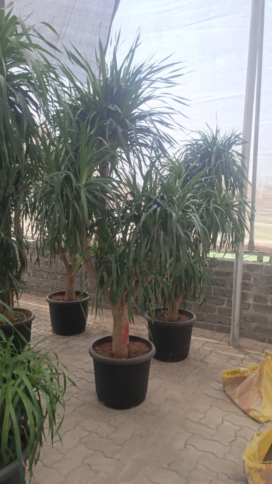 Dracaena Broad Leaf Multi Head Plant – ChhajedGarden.com