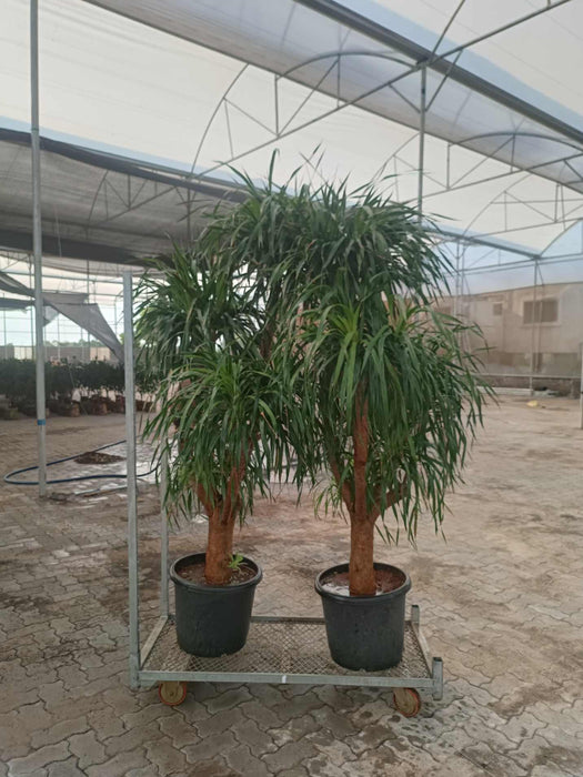 Tall indoor Dracaena with multiple green tops – Air purifying plant