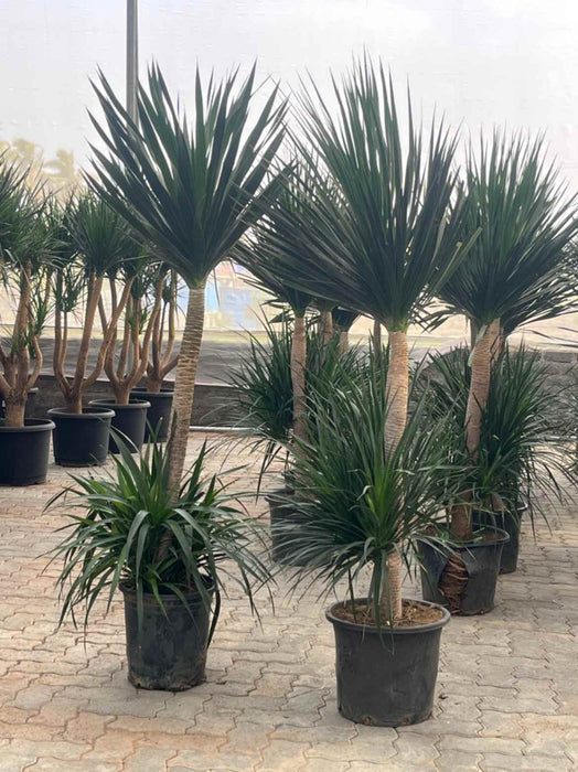 Dracaena Dragon Plant in black pot – indoor tropical plant