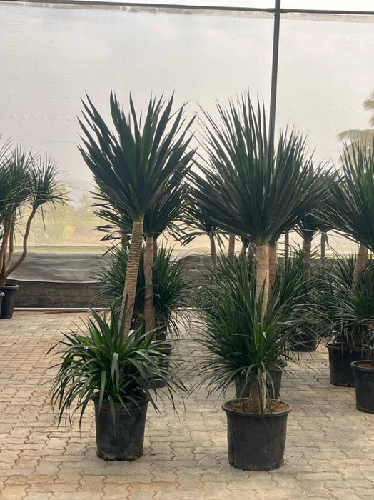 Close-up of Dracaena Dragon Tree spiky green leaves