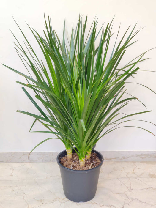 tabletop-dracaena-green-foliage