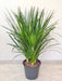 tabletop-dracaena-green-foliage
