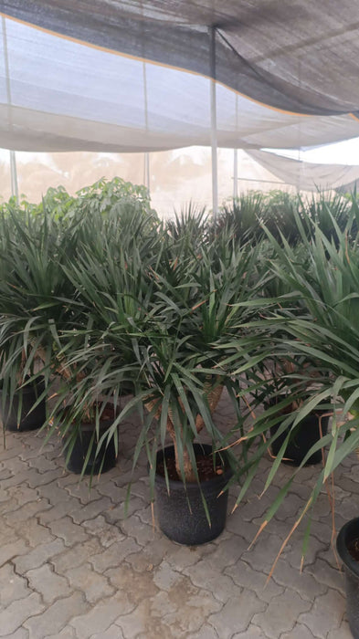 Dracaena indoor plant in black plastic pot