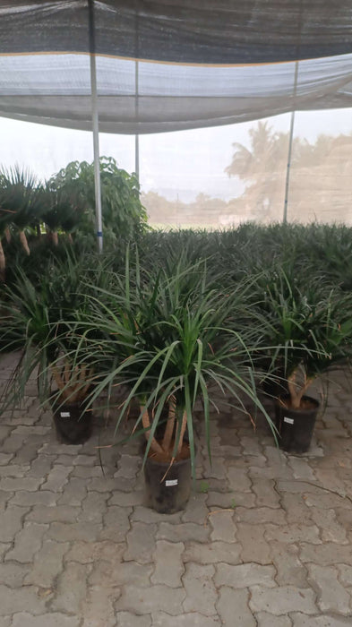 Dracaena Marginata plant in grow bag under shade netting