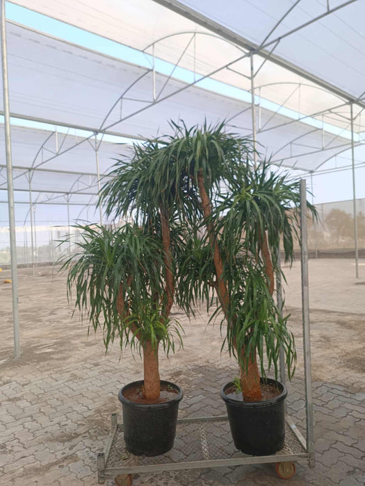 Close-up of Dracaena Multi Head leaves and textured trunk