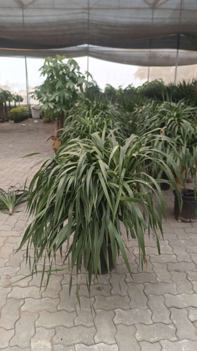 large-dracaena-indoor-green-plant