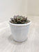 Graptopetalum Bellum Succulent in Pot