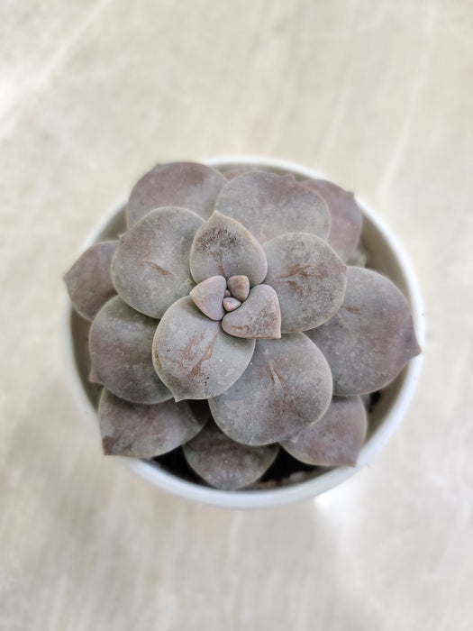 Durable Graptopetalum Superbum for indoors