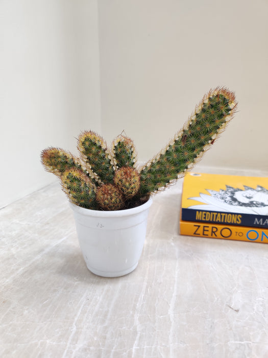 Small Mammillaria Elongata Copper