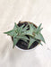 Drought-Tolerant-Aloe-Firebird-Succulent-Plant