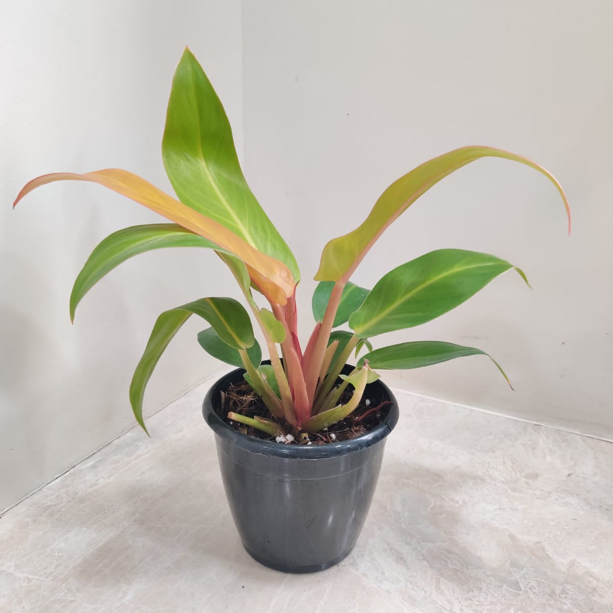philodendron buy india Buy Philodendron Sunshine Online India at Lowest Price – ChhajedGarden.com