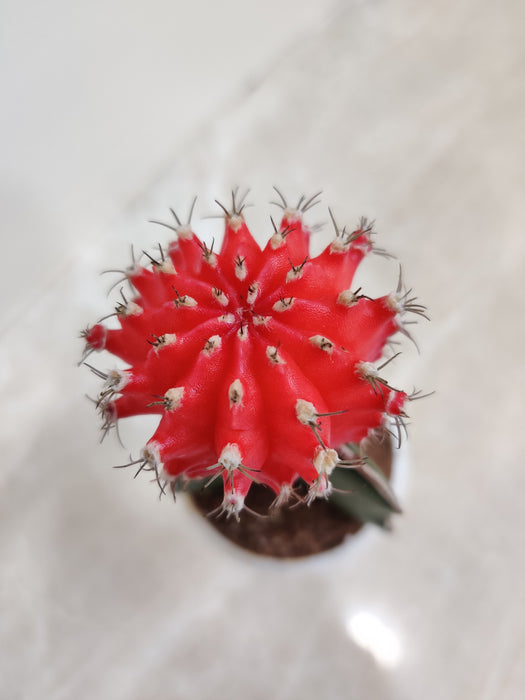 Air Purifying Indoor Red Moon Cactus