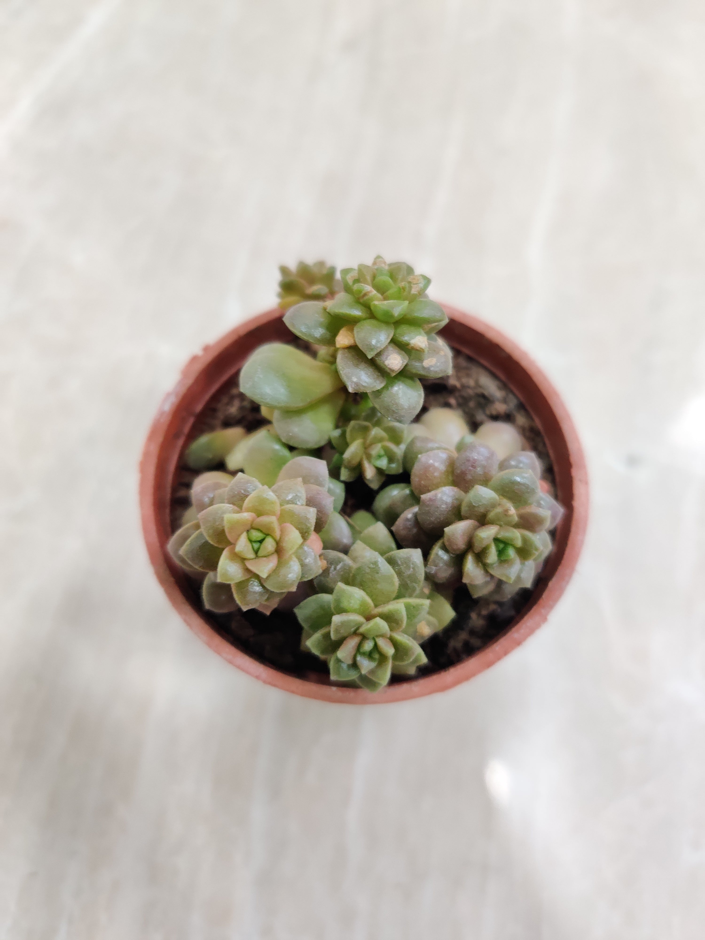 succulent little gem Sedum 'Little Gem'