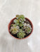 Easy-Care Little Gem Succulent in Small Pot-indoor