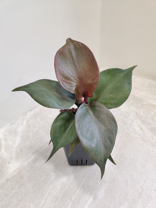 serene-philodendron-red-green-leaves