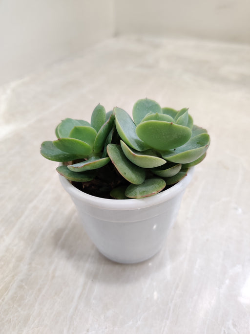 Echeveria-Green-Spoon-Lush-Plant