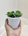 Durable-Green-Spoon-Echeveria-indoor-Plant