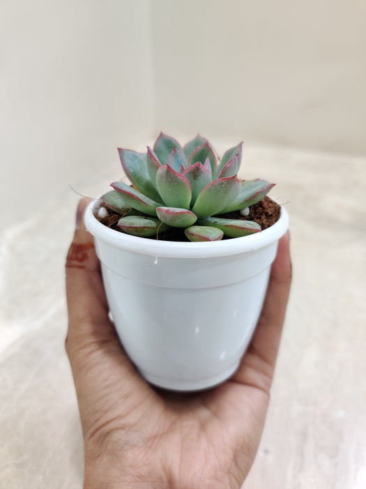 "Perfect Rosette Echeveria Moonshine for Gifting