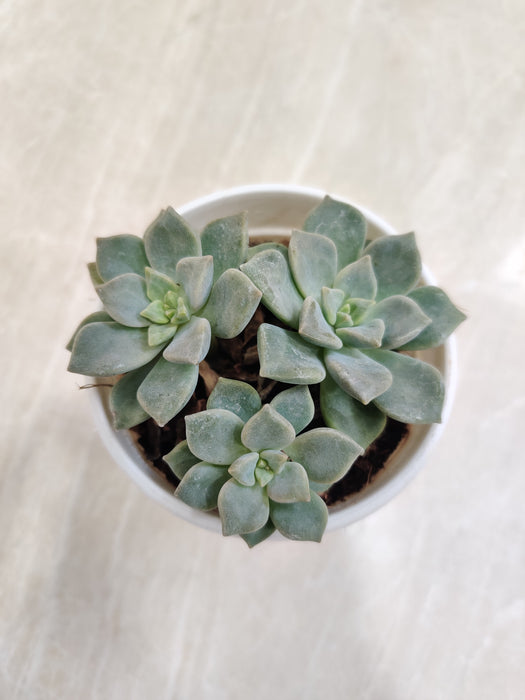 Echeveria-indoor-Succulent-Blue-Prince-Variety