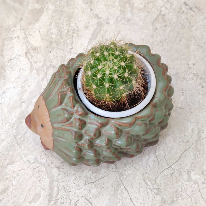 Cute hedgehog ceramic planter for succulents and small indoor plants.