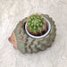 Cute hedgehog ceramic planter for succulents and small indoor plants.