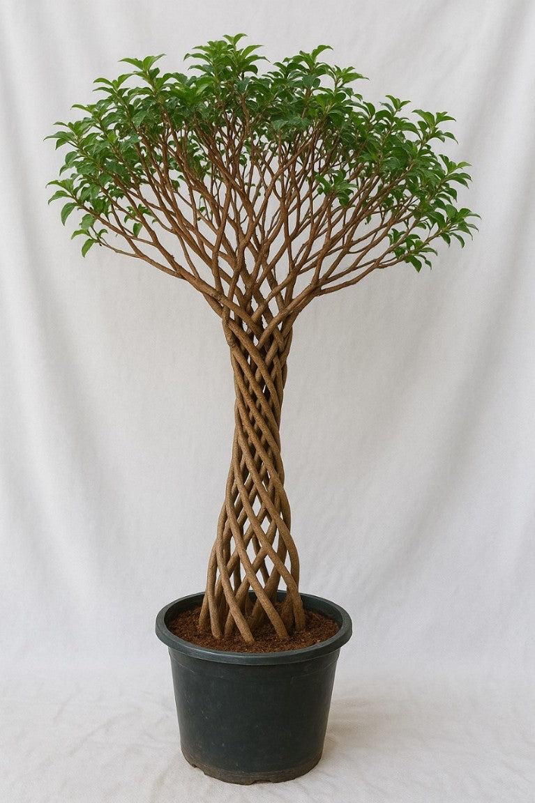 Braided Azalea Plant in Round Po – ChhajedGarden.com