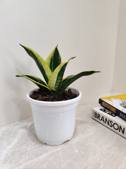 Resilient Pure Sansevieria Indoor Houseplant
