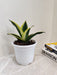 Resilient Pure Sansevieria Indoor Houseplant