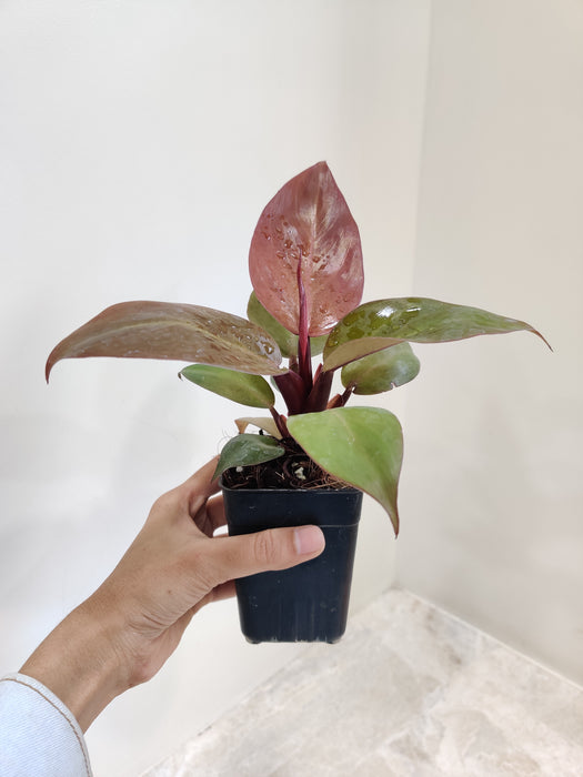 Burgundy Leaves of Philodendron Sunred