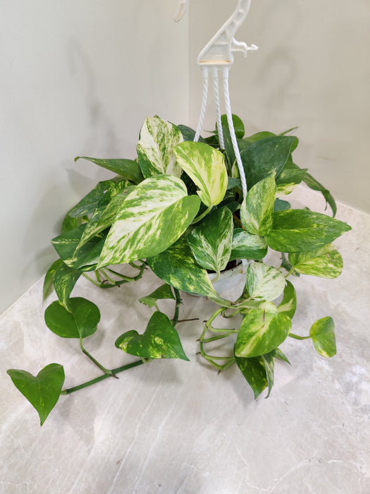 Green and White Variegated Money Plant in Hanging Pot
