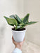 Easy-care Epipremnum houseplant for homes