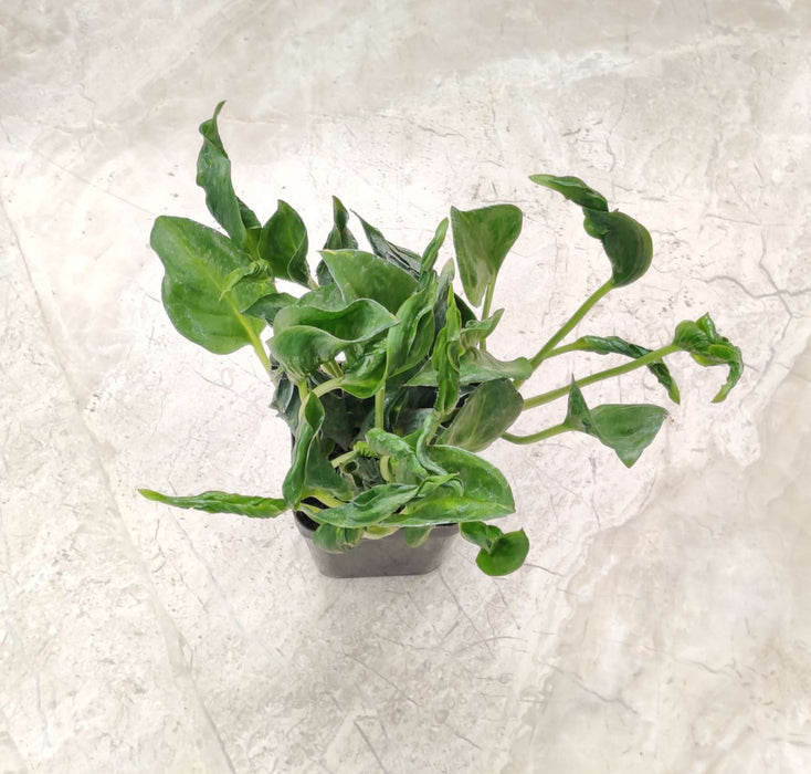 Close-up of Epipremnum Shangri spiral foliage

