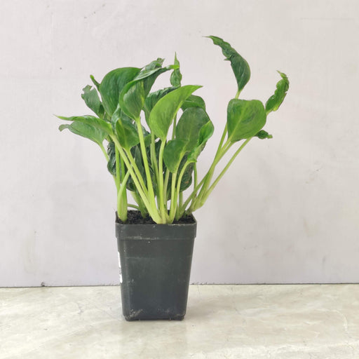 sleeping pothos for sale Buy Epipremnum Shangri (Sleeping Pothos) – Rare Indoor Plant – ChhajedGarden.com