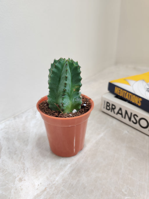 Euphorbia Anopolia Compact Cactus in 5.5 cm Pot