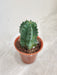 Minimal Care Euphorbia Cactus 5.5 cm