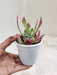 F-Variegated-Euphorbia-Compact-indoor-Succulent