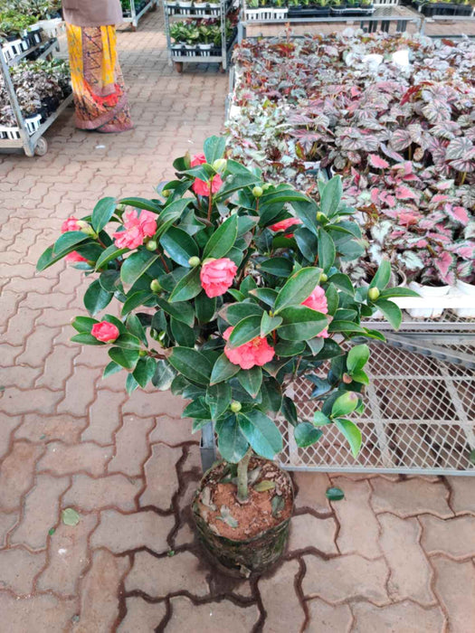 Buy Camellia plant online for home decor
