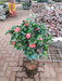 Buy Camellia plant online for home decor