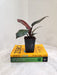 Philodendron Black Cardinal in Small Pot
