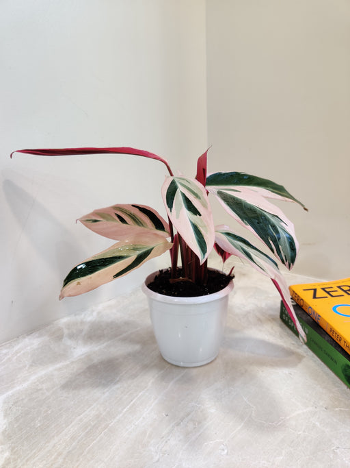 tricolor indoor plants Stromanthe Triostar | Stromanthe Trio Star in 6” Pot | Easy-Care Indoor Plants for Delivery | Stromanthe Sanguinea for sale