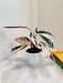 Decorative Stromanthe Triostar Indoor Plant
