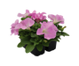 Petunia Success HD Light Pink