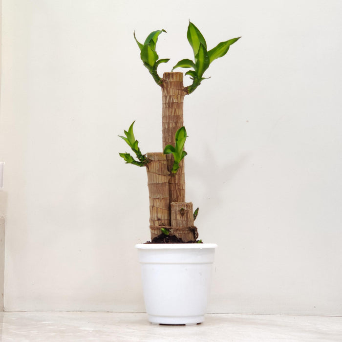 Low-maintenance air purifying bamboo plant