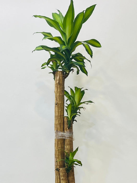 Tall Brazilian Lucky Wood Plant