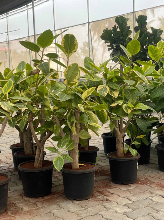 Ficus Altissima Variegated with golden-green foliage in nursery pot