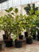 Ficus Altissima Variegated with golden-green foliage in nursery pot