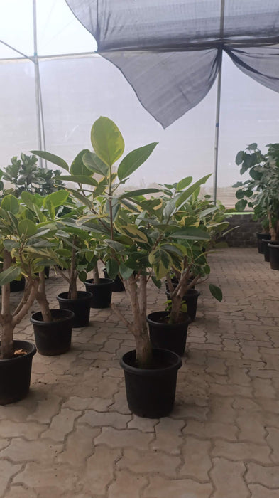 Indoor Ficus Altissima tree with variegated leaves